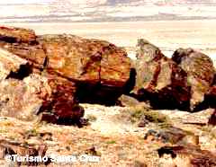 Petrified Forest