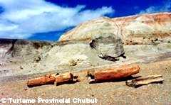 Petrified Forest 