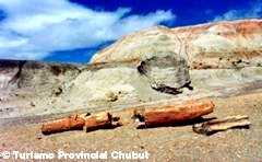 Bosque Petrificado, PATAGONIA ARGENTINA 