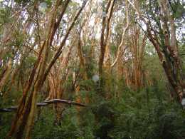 Bosque con arrayanes