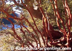 Arrayanes Wood - Patagonia-Argentina