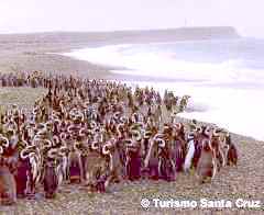 Penguins in Cape Vírgenes