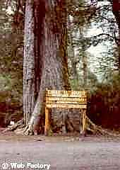 "El Abuelo", an ancient cohiue tree