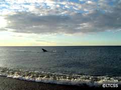 Foto de una ballena en el mar