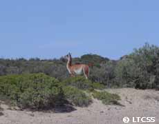 El guanaco, miembro de la fauna de Puerto Madryn.