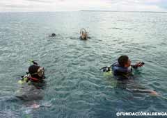 Divers from the Fundación Albenga in a search