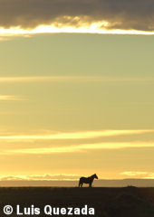 Steppe landscape