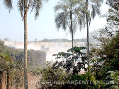 The Sub-Tropical Forest, Puerto Iguazú