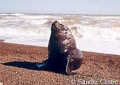 Lobo marino de un pelo