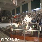 Museo Argentino de Ciencias Naturales Bernardino Rivadavia