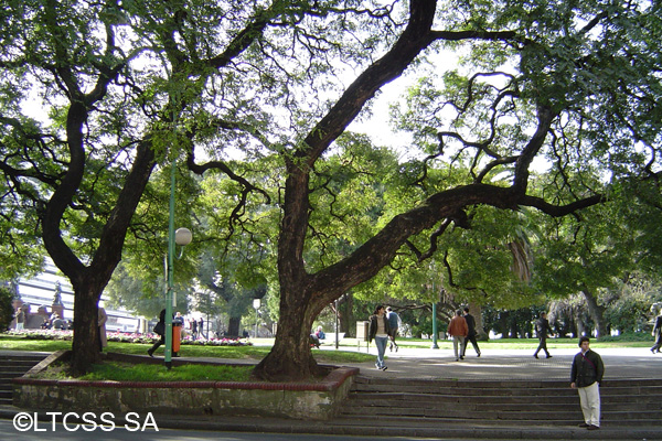 Plaza San Martín