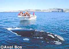 The Southern Right Whale