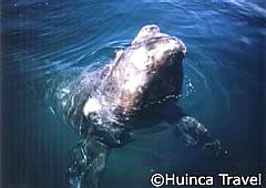 Southern Right Whale