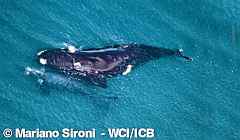 Right Southern Whale with a baby