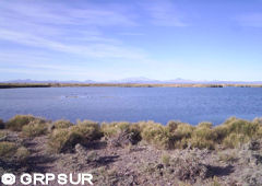 Laguna Llancanelo