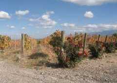 Caminos del vino - Bodega Salentein - Mendoza