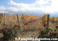 Vineyards in Bodega Salentein - Valle de Uco - Mendoza 