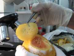 Naranja infectada con larvas de mosca de los frutos.