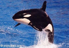 An Orca jumping