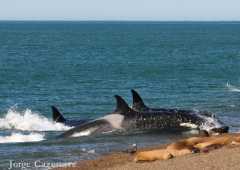 Orcas capturando un lobito en la orilla