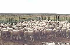 Cría de ganado ovino, actividad económica principal de las comunidades aborígenes.