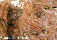 Cueva de las Manos Cueva de las Manos