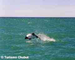 Commerson's Dolphins