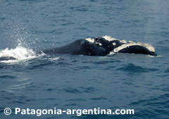 Southern Right Whale