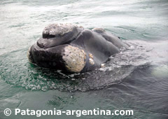 Ballena Franca Austral