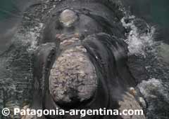 Ballena franca austral con sus callosidades.