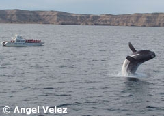 Whale watching at Valdés Peninsula