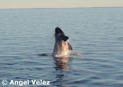 Ballena Franca Austral