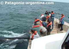Avistaje de ballenas en Península de Valdés