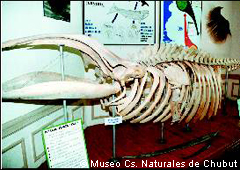 Sala de cetáceos del Museo Oceanográfico de Puerto Madryn 