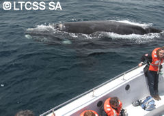 Whale watching at Valdés Peninsula