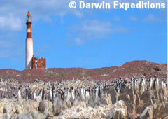 Faro y Pinguinos de Penacho Amarillo