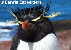 Pinguino de penacho Amarillo