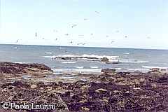 Lobos Port beaches