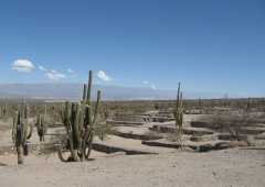 Cardones entre las Ruinas de los Quilmes