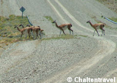 Guanacos por la ruta 40