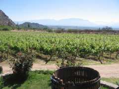 Finca Las Nubes Winery - Cafayate - Salta