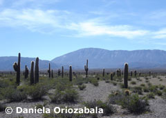 Parque Nacional Los Cardones