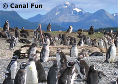 Penguin rookery at Martillo Island