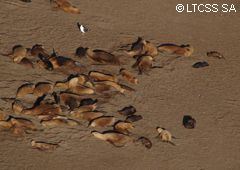 A group of sea lions