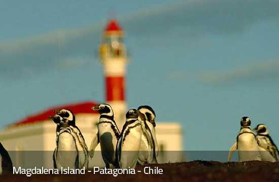 Australis Cruise (Ushuaia - Punta Arenas)