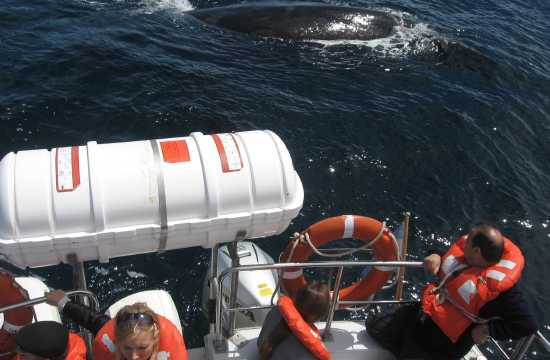 Navegación Avistaje ballenas