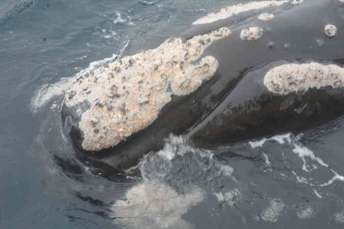 Navegacin Avistaje ballenas