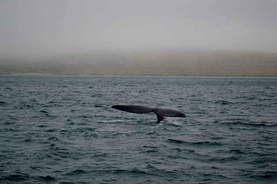 Navegacin Avistaje ballenas