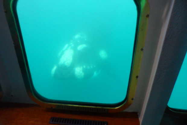 Submarine Whale watching
