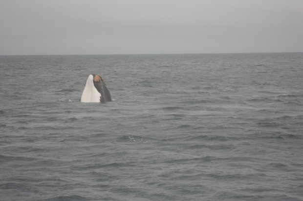 Submarine Whale watching